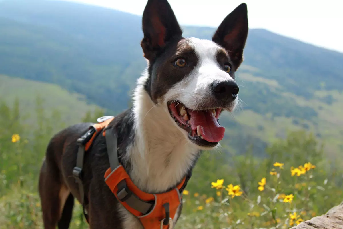 Dog