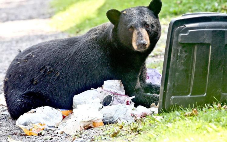 Image of Bear Getting Into Trash